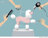 647436532 | 게티이미지코리아 | Dog grooming Royalty-Free 이미지