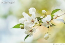 666897404 | 게티이미지코리아 | white apple flowers, bloom Royalty-Free 이미지