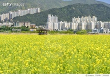 SFURF17000005 | 게티이미지코리아 | 원두막, 유채밭, 부산낙동강변유채꽃축제, 대저생태공원, 강서구, 부산 Royalty-Free 이미지