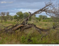 683031706 | 게티이미지코리아 | Elephants Were Here-Kruger NP Royalty-Free 이미지