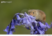 686883264 | 게티이미지코리아 | mouse on bluebells Royalty-Free 이미지