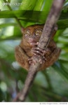 692299038 | 게티이미지코리아 | Wildlife in the Philippines Royalty-Free 이미지