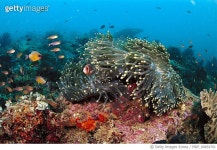 MDP_00454701 | 게티이미지코리아 |  Rights-Managed 이미지 