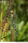 828029748 | 게티이미지코리아 | The side view of a Southern Hawker Dragonfly (Aeshna cyanea) perched on a plant. Royalty-Free... 