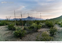 833523662 | 게티이미지코리아 | Big Bend National Park desert landscape with sotol Royalty-Free 이미지