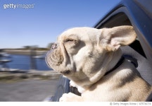 675736774 | 게티이미지코리아 | French Bulldog with head sticking out of car window Royalty-Free 이미지