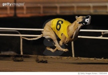 758554941 | 게티이미지코리아 | Close-Up Of Dog Running Royalty-Free 이미지