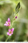 847833904 | 게티이미지코리아 | Pink Byzantine Gladiolus Flowers Royalty-Free 이미지