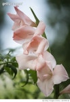 847834190 | 게티이미지코리아 | Pink Gladiolus Flower Royalty-Free 이미지