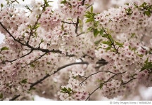 865880266 | 게티이미지코리아 | Cherry Blossom. A Close-up of Blossoming Japanese Cherry Tree Royalty-Free 이미지