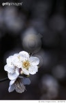 867689790 | 게티이미지코리아 | White Plum Blossoms Royalty-Free 이미지