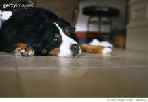 869046222 | 게티이미지코리아 | A Bernese Mountain Dog Lounges and Looks Grumpy at Home Royalty-Free 이미지