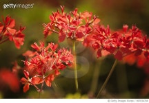 897034794 | 게티이미지코리아 | Orange Red Geranium Flower Group Royalty-Free 이미지