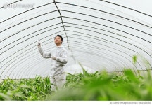 902568182 | 게티이미지코리아 | Scientist in greenhouse examining corn seedlings, China Royalty-Free 이미지