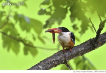 MBRF18004164 | 게티이미지코리아 | 미꾸라지를 사냥한 청호반새 Royalty-Free 이미지