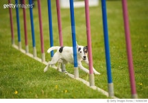 918606308 | 게티이미지코리아 | Slalom with Jack Russell Terrier Royalty-Free 이미지