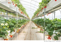 940466084 | 게티이미지코리아 | Organic Strawberry Farm in South Korea Royalty-Free 이미지