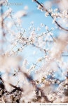 950438886 | 게티이미지코리아 | Bee on a blooming tree during spring, Germany Royalty-Free 이미지