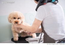969091036 | 게티이미지코리아 | asian chinese female pet groomer with apron grooming a brown color toy poodle dog Royalty-Free... 