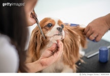 969093806 | 게티이미지코리아 | a chinese female dog groomer grooming a Cavalier King Charles Spaniel dog Royalty-Free 이미지