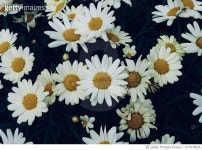 977078656 | 게티이미지코리아 | High Angle View Of White Daisy Flowers Royalty-Free 이미지