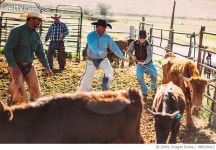 988238412 | 게티이미지코리아 | Cowboys catching young bulls for animal branding Royalty-Free 이미지