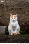 1000277094 | 게티이미지코리아 | Little kitten sitting on farm Royalty-Free 이미지