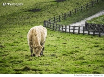 1000363522 | 게티이미지코리아 | Greenish Royalty-Free 이미지