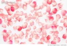 1000544690 | 게티이미지코리아 | Pattern made of petals of pink roses Royalty-Free 이미지