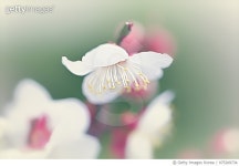 975209734 | 게티이미지코리아 | Plum Blossoms Royalty-Free 이미지