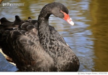 975227952 | 게티이미지코리아 | Black Swan Royalty-Free 이미지