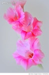 975979542 | 게티이미지코리아 | Gladiola Flowers in Pink Royalty-Free 이미지