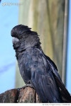 976997462 | 게티이미지코리아 | black cockatoo Royalty-Free 이미지