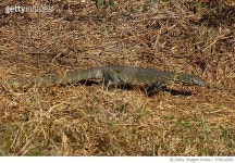 978010902 | 게티이미지코리아 | Nile monitor lizard Royalty-Free 이미지