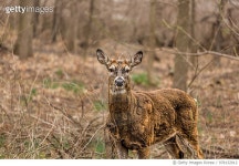 978132012 | 게티이미지코리아 | The Friendly white-tailed deer Royalty-Free 이미지