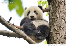 979339318 | 게티이미지코리아 | Fu Bao in the tree Royalty-Free 이미지