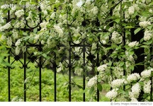 붙임머리블루밍위드미담장(Blooming with MIDAMJANG) | 980627522 | 게티이미지코리아 | Blooming fence Royalty-Free 이미지
