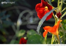 981141486 | 게티이미지코리아 | Two Nasturtium colors Royalty-Free 이미지