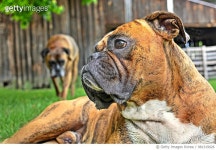 981319026 | 게티이미지코리아 | Gizmo & Hera - two boxers Royalty-Free 이미지