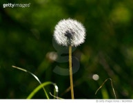 982349926 | 게티이미지코리아 | Dandelion Royalty-Free 이미지