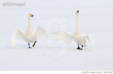 982555308 | 게티이미지코리아 | Fun Line Dance Royalty-Free 이미지