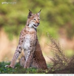984119998 | 게티이미지코리아 | Iberic Lynx Royalty-Free 이미지