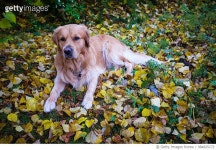 984825172 | 게티이미지코리아 | Golden Retriever Royalty-Free 이미지