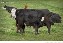 984858560 | 게티이미지코리아 | Whitehead cow and calf Royalty-Free 이미지