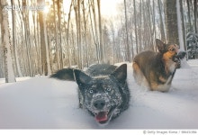 986431984 | 게티이미지코리아 | Dogs exploring a forest during winter. Royalty-Free 이미지