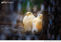 986792402 | 게티이미지코리아 | Pied Imperial Pigeon Royalty-Free 이미지