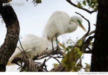 987490702 | 게티이미지코리아 | Egrets in the Treetops Royalty-Free 이미지