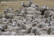 987886958 | 게티이미지코리아 | sheep Royalty-Free 이미지