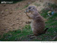 988218658 | 게티이미지코리아 | Snack time at National Zoo Royalty-Free 이미지
