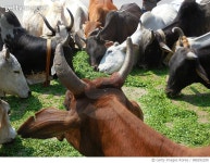 988292290 | 게티이미지코리아 | Cow At Holy Place Grass Feast Royalty-Free 이미지